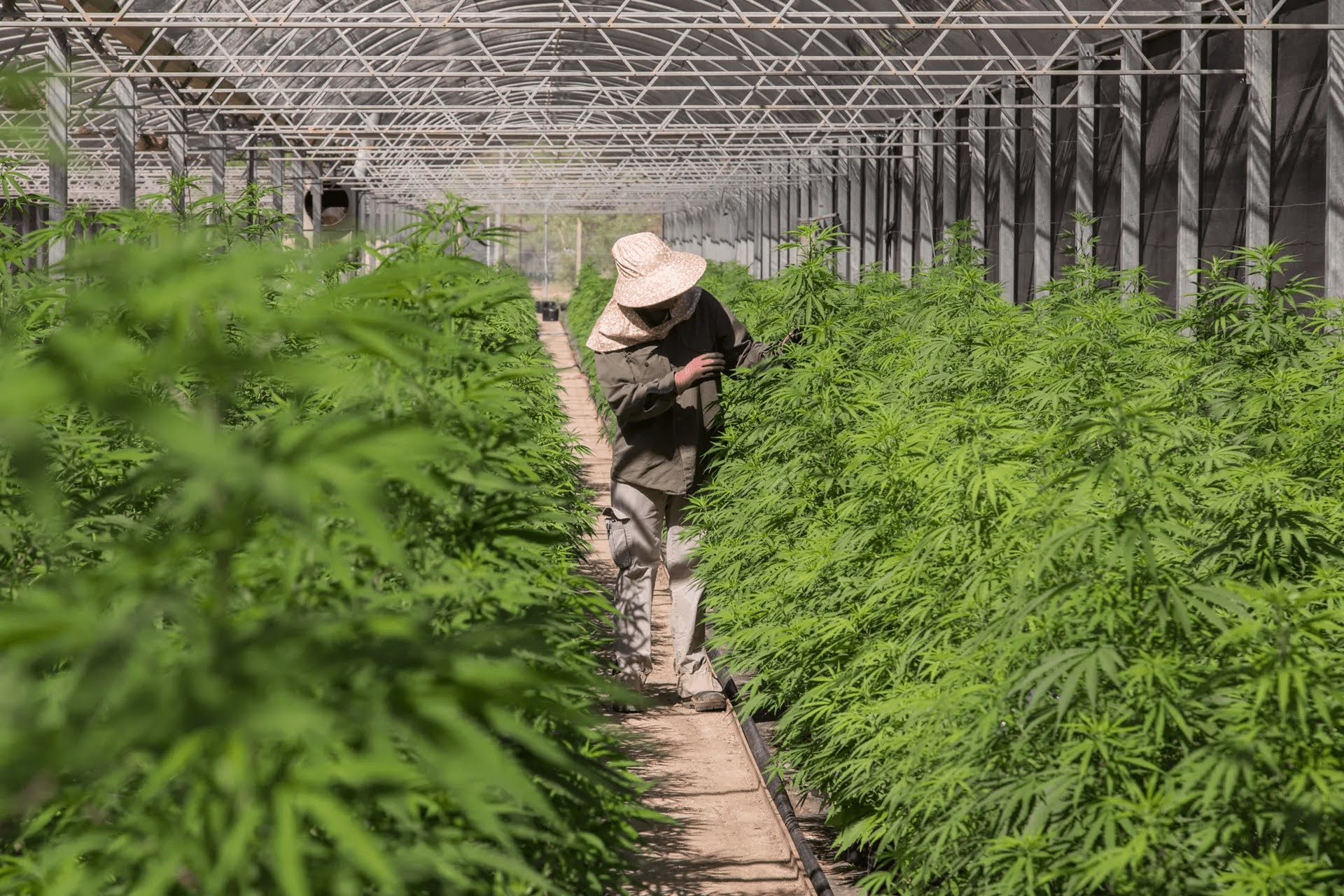 Argentina Reglamenta La Producci N Industrial Del Cannabis